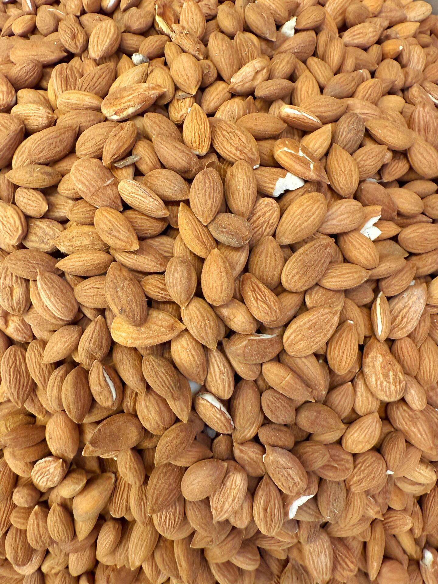 GÜN KURUSU KAYISI ÇEKİRDEĞİ