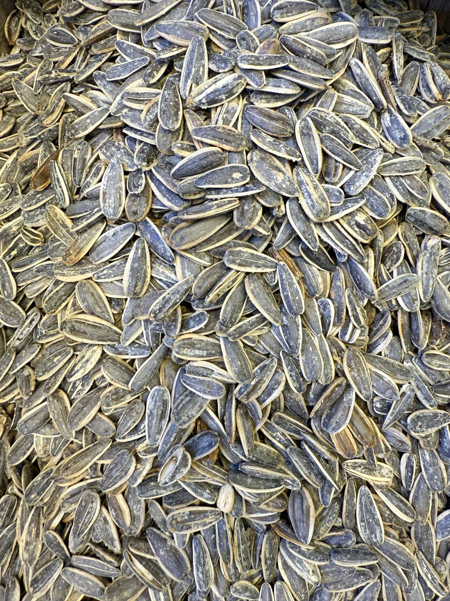 SİYAH TUZLU AY ÇEKİRDEK