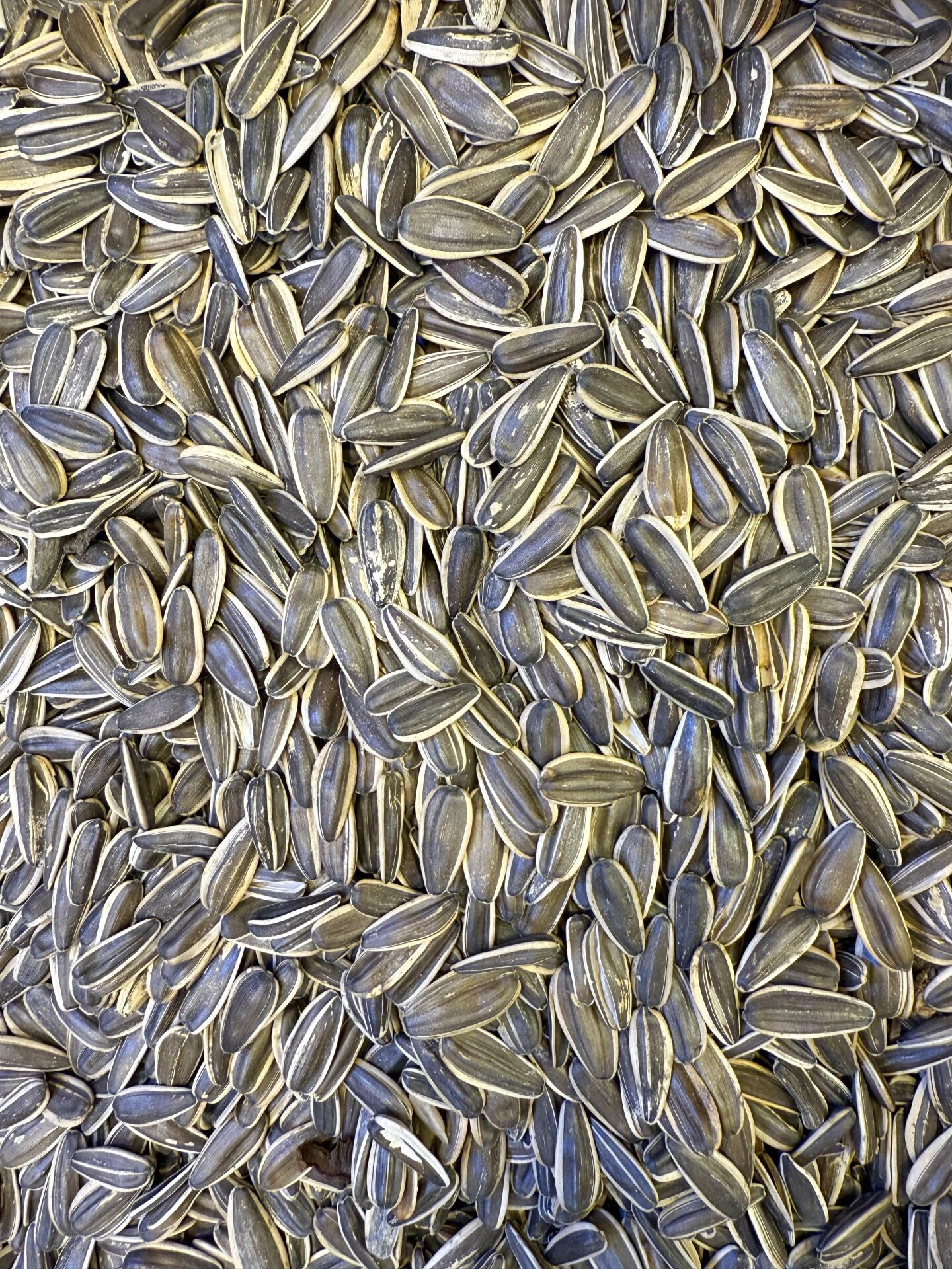 TUZSUZ AY ÇEKİRDEĞİ