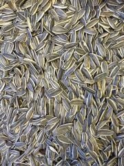 TUZSUZ AY ÇEKİRDEĞİ