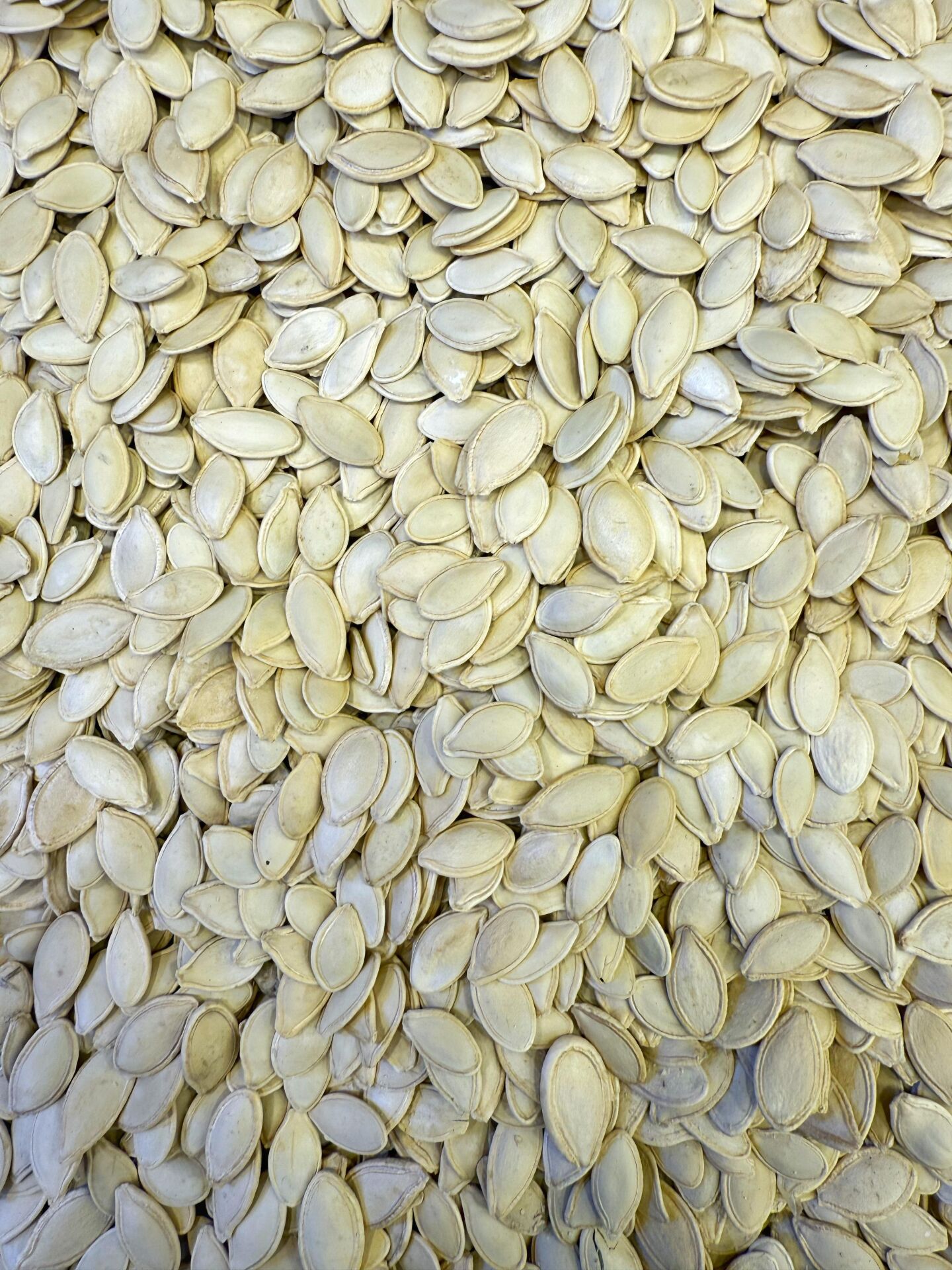 TUZSUZ KABAK ÇEKİRRDEĞİ